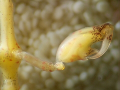 Caprella laeviuscula