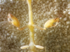 Caprella laeviuscula