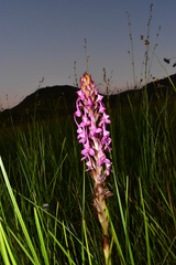 Disa rhodantha