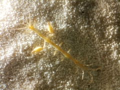 Caprella laeviuscula