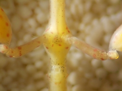 Caprella laeviuscula