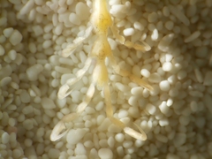 Caprella laeviuscula