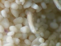 Caprella laeviuscula