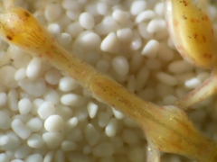 Caprella laeviuscula