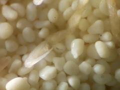 Caprella laeviuscula