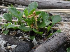 Viola cleistogamoides
