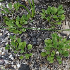 Viola cleistogamoides