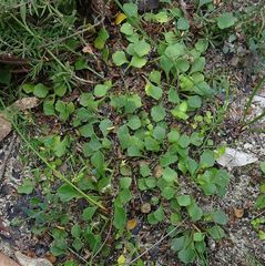 Viola cleistogamoides