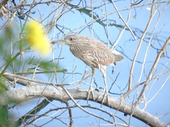 Nycticorax nycticorax