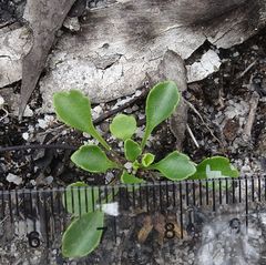 Viola cleistogamoides