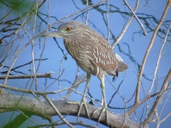 Nycticorax nycticorax