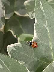 Hippodamia convergens