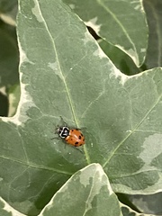 Hippodamia convergens