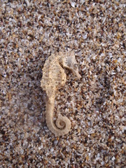 Hippocampus patagonicus