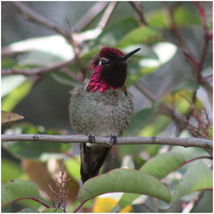 Calypte anna