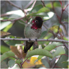 Calypte anna