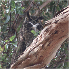 Bubo virginianus