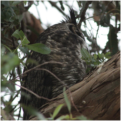 Bubo virginianus