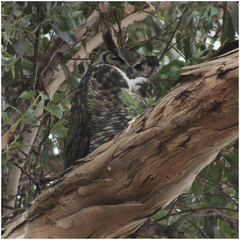 Bubo virginianus