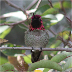 Calypte anna