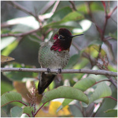 Calypte anna