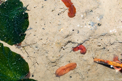 Actiniaria