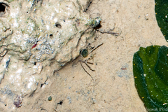 Actiniaria