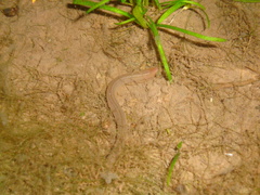 Synbranchus marmoratus