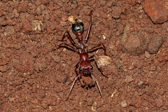 Myrmecia comata