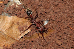 Myrmecia comata