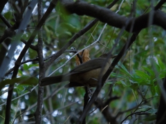 Turdus grayi