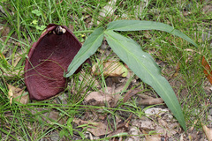 Typhonium brownii