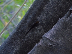 Gonatodes albogularis