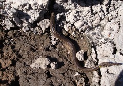 Synbranchus marmoratus