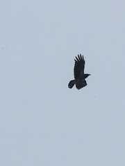 Corvus cornix
