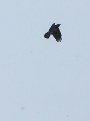 Corvus cornix
