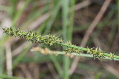 Carex declinata