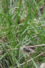 Carex declinata