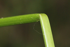 Carex declinata