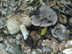 Tricholoma luteomaculosum