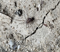 Himalphalangium spinulatum