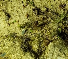 Himalphalangium spinulatum