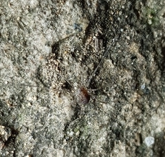 Himalphalangium spinulatum