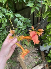 Campsis