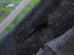 Gonatodes albogularis