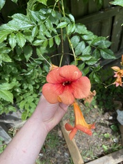 Campsis