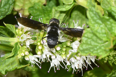 Pseudopenthes hesperis