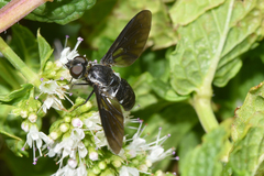 Pseudopenthes hesperis