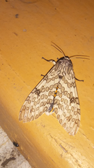 Hypercompe abdominalis