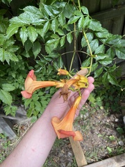 Campsis